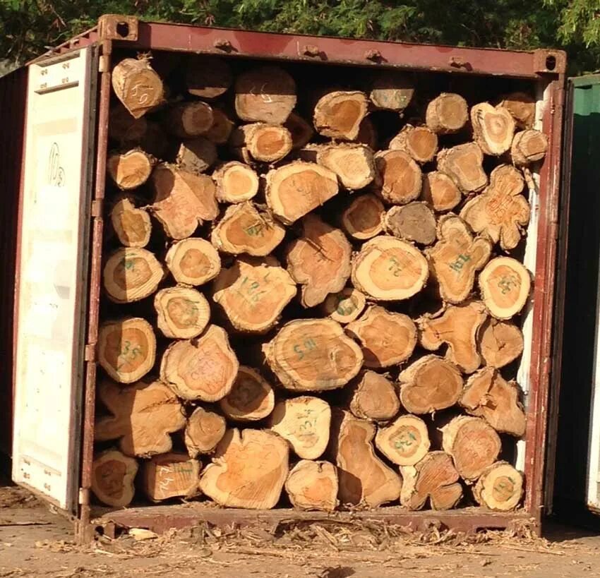 Container logs. Тиама древесина. Африканская Лесопилка. Сипо древесина. Дерево Дабема.