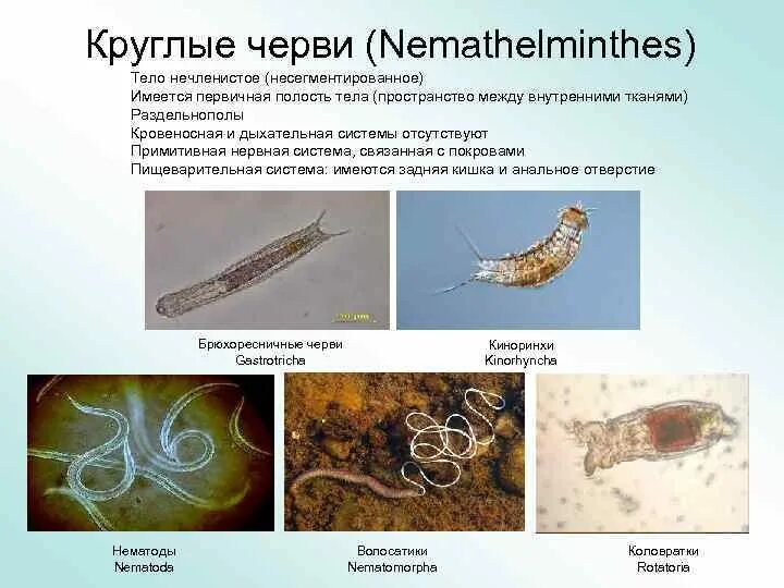 У круглых червей отсутствует. Круглые черви (Nemathelminthes). Nemathelminthes – круглые черви, класс Nematoda;. Nemathelminthes, классу нематод (Nematoda). Тип круглые черви – Nemathelminthes.