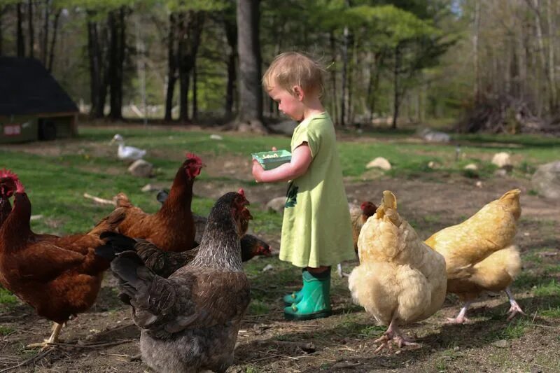 Ребенок кормит курочек. Цыплята в деревне. Фотосессия с курами. Кормить кур. Дети кормят цыплят