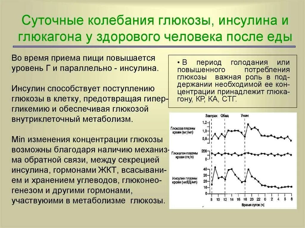 Инсулин снижает уровень глюкозы. Суточные колебания инсулина. график выработки инсулина суточный. колебания уровня сахара. глюкоза , инсулин что это показатель.