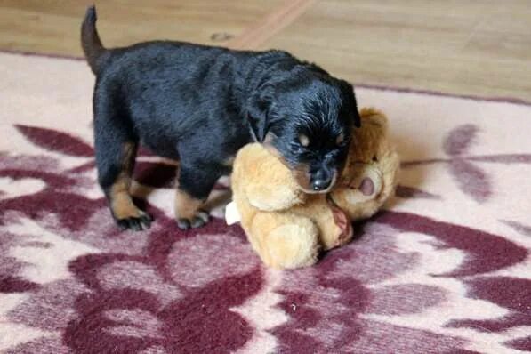 Щенки лабрадора 3 недели. Щенок 4 недели фото. Щенки 4 недели. Щенок 4 недели стойка. Щенки 4 недели.