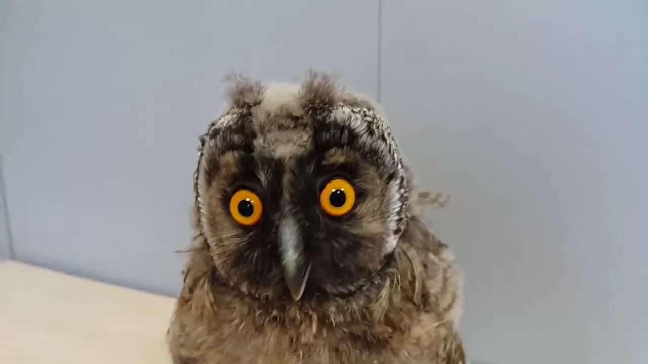 Поздравление с выходом на работу после отпуска. Не вышла в первый рабочий день. Не вышла в первый рабочий день. Первый рабочий день на новой работе. Первый день послемотпуска.