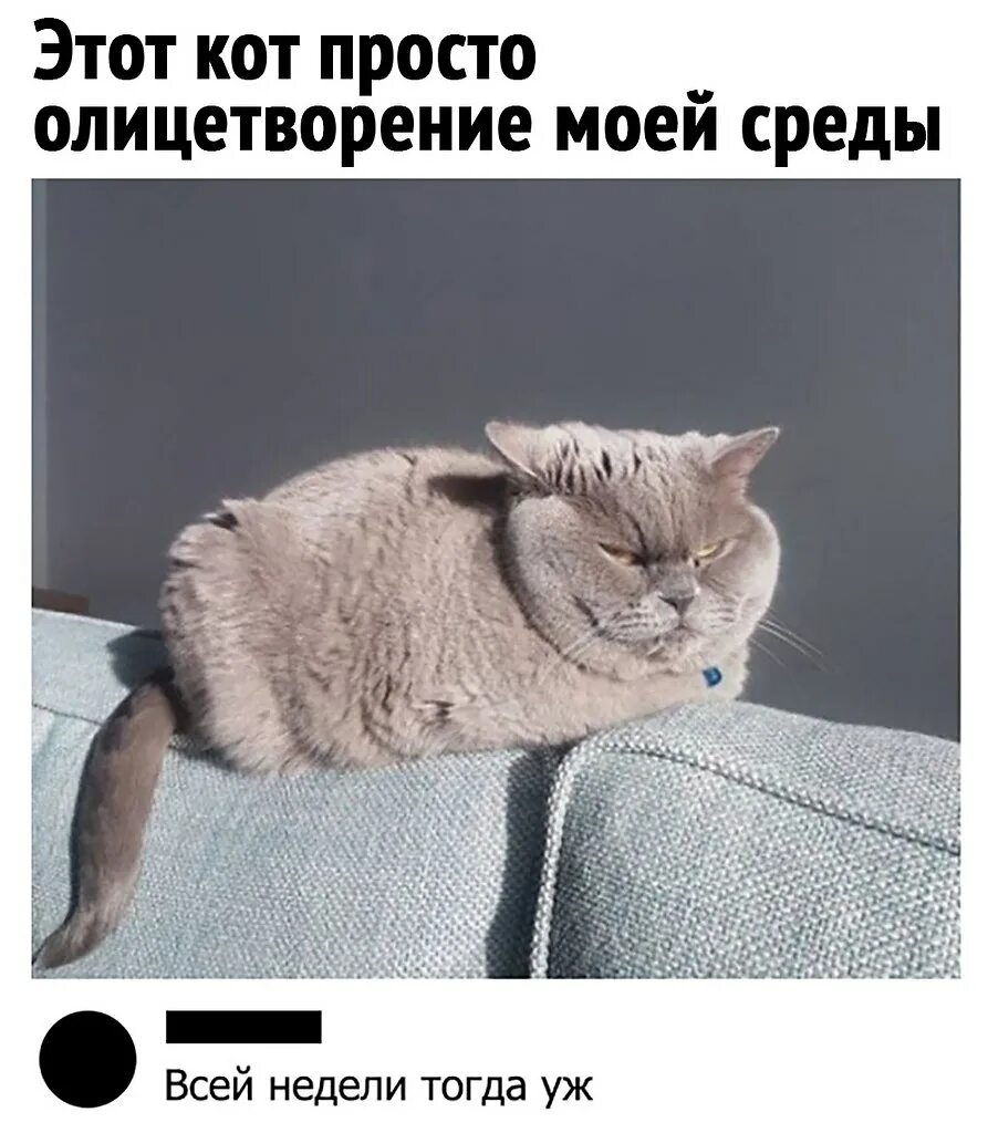 Вторник без понедельника. Ненавижу понедельники. ненавижу понедельники но сегодня вторник ненависть не утихает. ненавижу понедельник сегодня вторник. ненавижу понедельник сегодня среда ненависть.