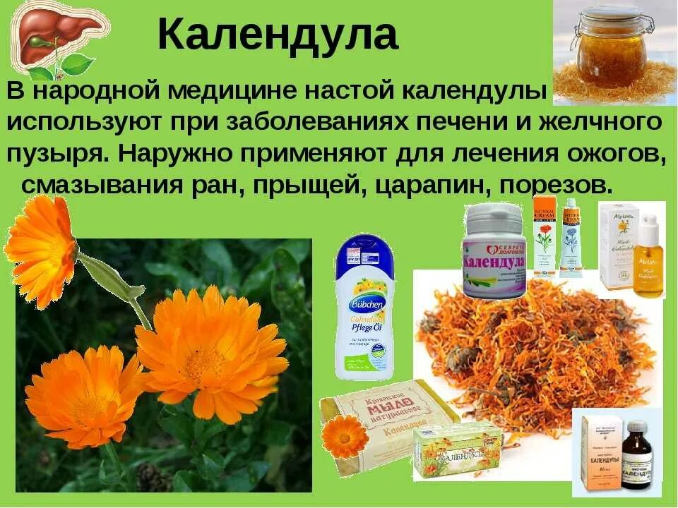 Широко используют в медицине. Calendula officinalis препараты. Лечебная трава календула. Calendula (календула) лекарственная средства. Календула лекарственная (Calendula officinalis).