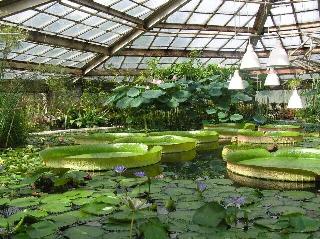 Квин сирикит ботаник сад чиангмай. Ботанический сад екатеринбург оранжерея. Москва ботанический сад мгу аптекарский огород. Оранжерея петра великого в санкт петербурге. Ботанический сад «ёмичжи».