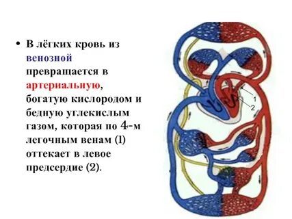 Что течет по легочным артериям