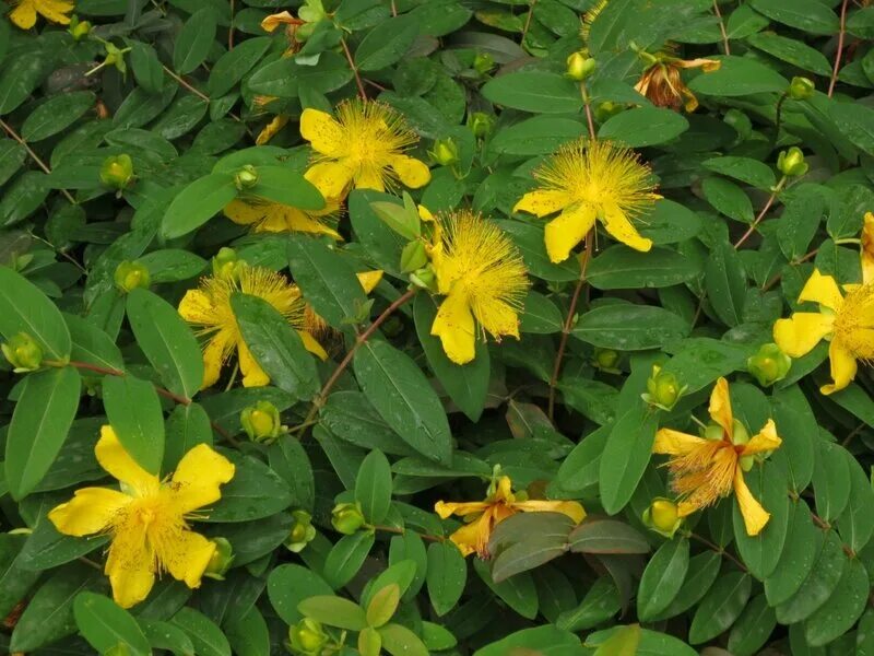 Зверобой 9. Зверобой чашечковидный. зверобой hypericum calycinum. зверобой чашечковый (hypericum calycinum). зверобой хидкот.