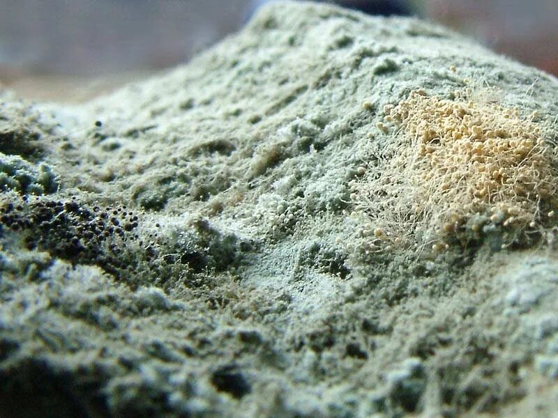 Одноклеточные грибы пеницилл. Гриб пеницилл плесень на хлебе. Зеленая плесень это. Плесень пенициллиум. Penicillium notatum пенициллин.