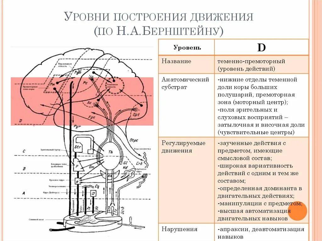 Нарушение организации движений. Схема уровни организации движения (по н.а.Бернштейну). Уровни построения движений по Бернштейну схема. Уровни построения движений по н.а. Бернштейну, уровень d. Уровни построения движений по н.а Бернштейну мозг.