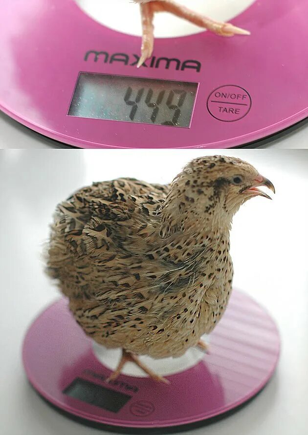 Инкубационное яйцо техасского перепела. Маньчжуры перепела. Вес перепелки. Вес перепелки тушки средний. Тушка перепелов.