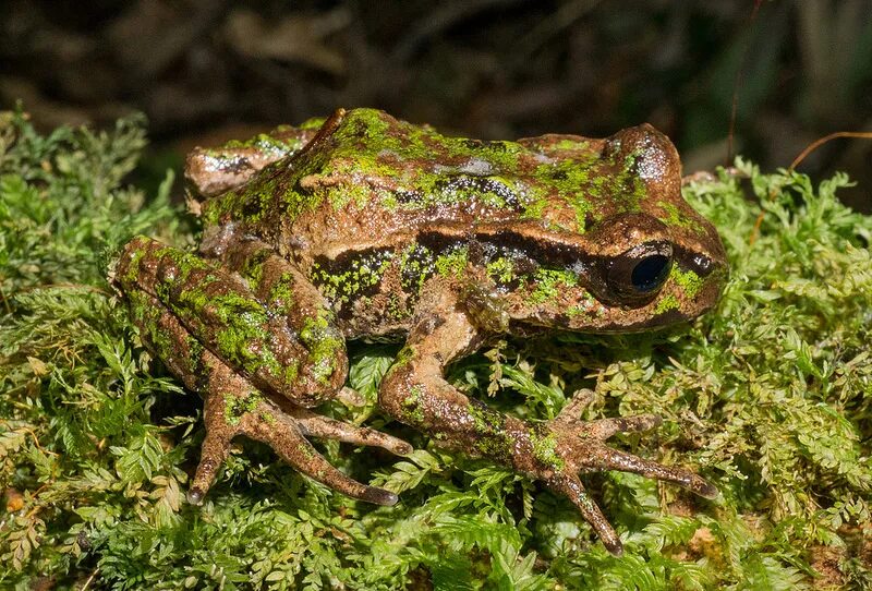 лягушка характер