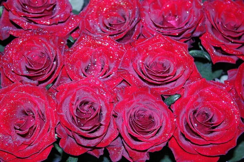 Розы с блестками. Розочки с блестками. Блестящие розы. Красные розы в блестках.