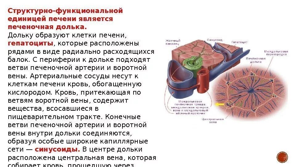Структурной и функциональной единицей является. Структура функциональная единица печени. структурно-функциональная единица печени печеночная долька. структунофункциональной единицы печени. гепатоциты строение и функции.