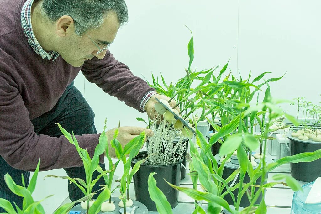 Plant physiology. Сотрудничество растений. Экспериментальные растения. Растение Лабораторис. Биологические технологии арабидопсис.