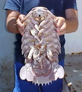 Макрица это