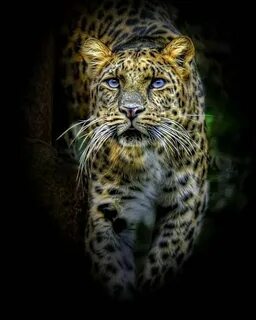Красивые животные живые