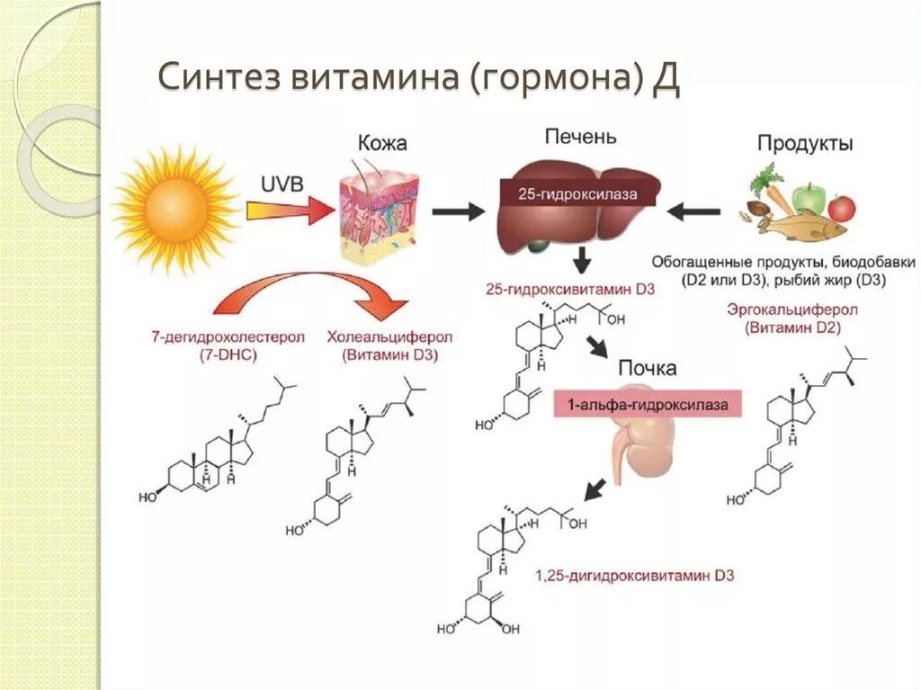 Для чего нужен синтез. Метаболизм витамина в2 схема. Схема выработки витамина д. Синтез витамина d3. Схема метаболизма витамина д3.