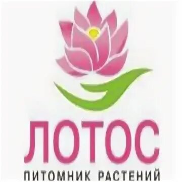 Лотос питомник растений в краснослободске. Питомник растений солнечный волгоградская. Стаховский питомник волгоград. Питомник растений волгоград лотос. Питомник лотос волгоград каталог.