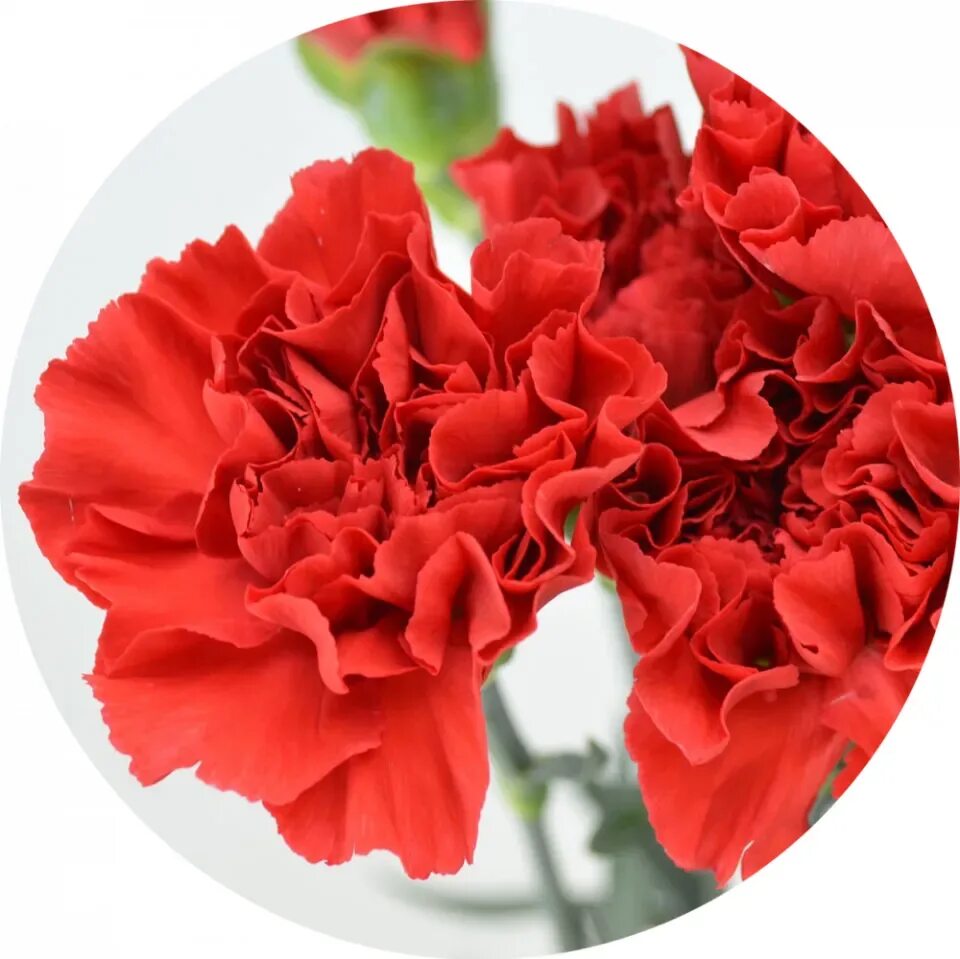 Искусственные цветы гвоздика. Гвоздика кустовая букетная. Гвоздика шабо ароматная. Гвоздика калампыр. Гвоздика в вазе.