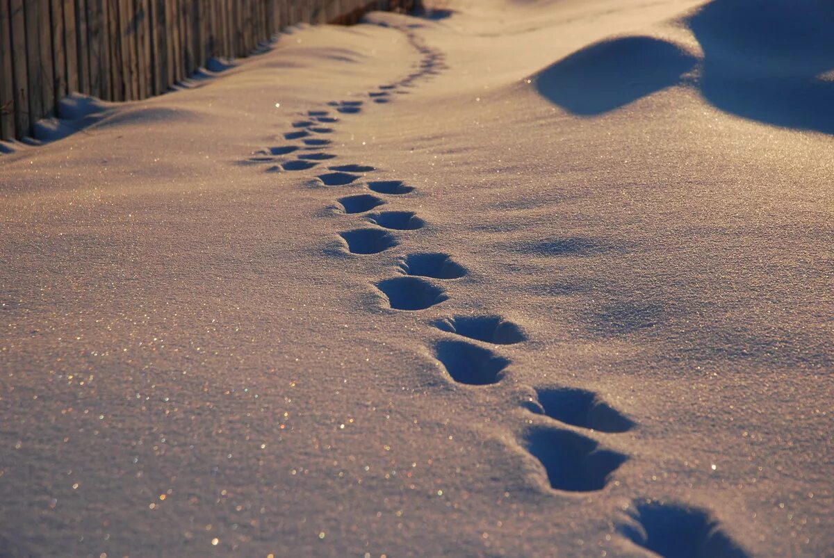 Некрасов мини книги ставропольское издательство 1979г. След протектора шин. Гязб. Объемные следы. Следы человека на снегу в лесу.