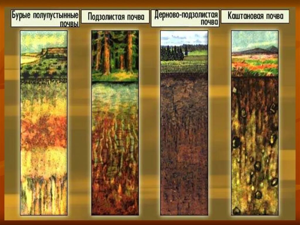 Разнообразие почв 4. Типы почв Челябинской области. Бурые полупустынные почвы горизонты. Почвенный Покров Челябинской области. Бурые полупустынные почвы в России.
