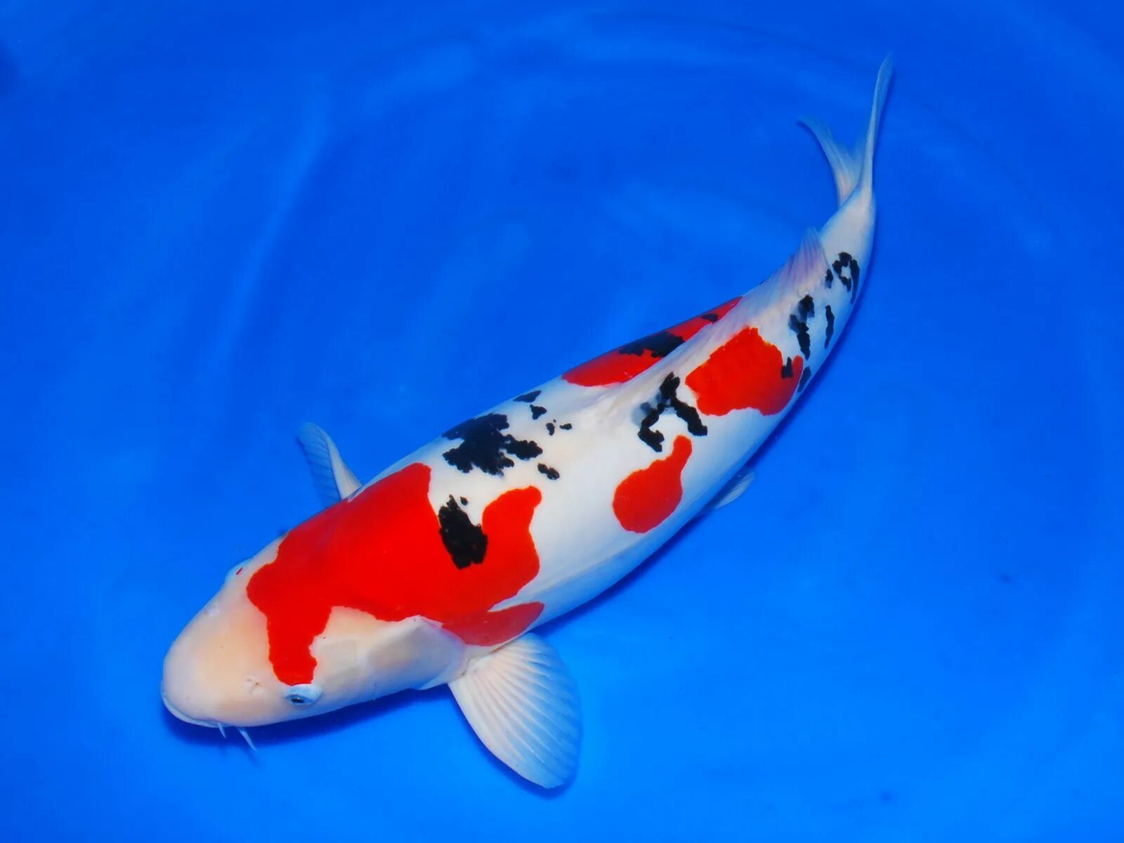 Карп кои сбоку. Карп кои вуалевый. Cyprinus carpio koi. Татарский кои. Карп кои кабуто.