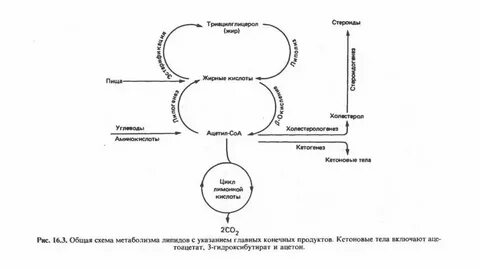 Синтез и транспорт углеводов и липидов