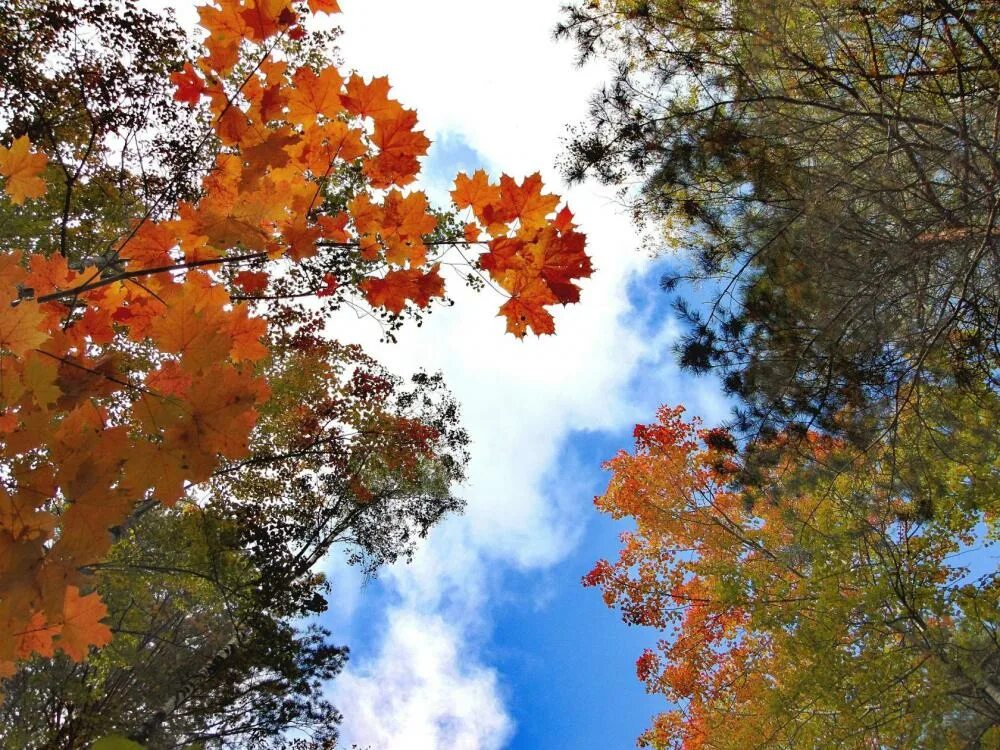 осенняя берёзка рядом с клёном. березка клен. березка клен. белая берёза и клен. клён берёза.