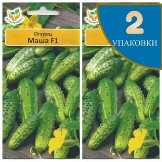 Огурцы сорта маша отзывы