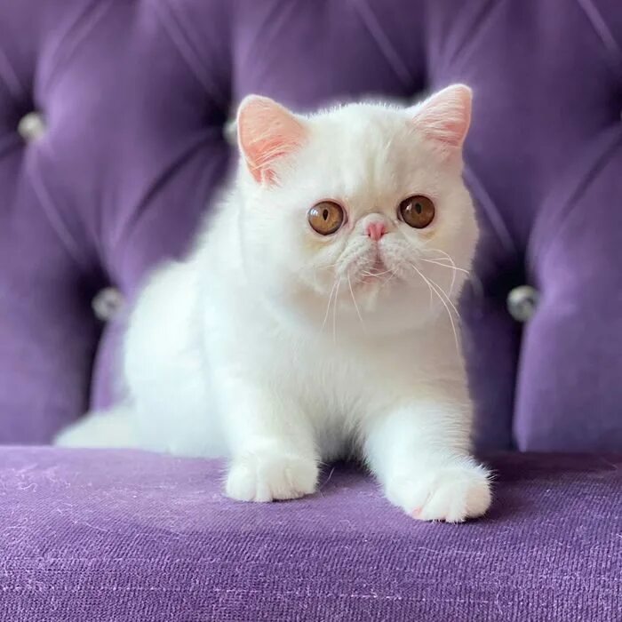 Экзот кошка. Кот экзот белый. Экзот кошка белая. Экзотические кошки белого цвета. Продам экзотических
