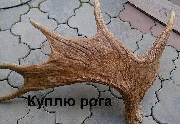 Код на рога в рб. Рога лося. рога оленя лося и марала. закупаю рога. скупка рога лося.