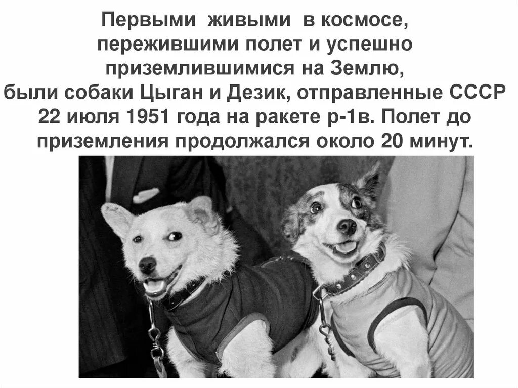 Имена собак летавших в космос. Собаки цыган и дезик в космосе. белка и стрелка цыган и дезик. первые животные в космосе цыган и дезик. дезик и цыган первые собаки.