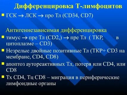 Периоды дифференцировки