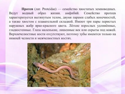 Водный образ жизни ведут