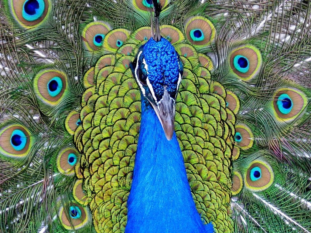 Королевский павлин. Желтый павлин. Мужик павлин. Ижевский зоопарк павлины. Обыкновенный павлин.