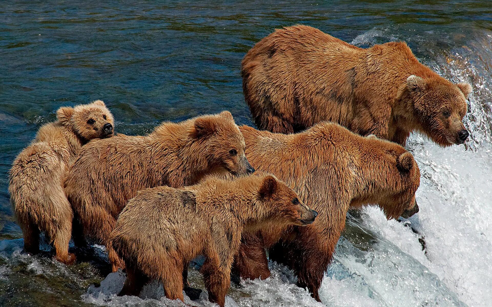 Бурый медведь. Семья медведей. Семейство Медвежьи. Гризли. Five bears