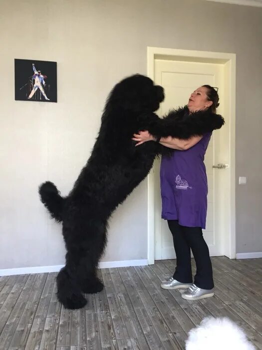 Как выглядит собака сталина Pin by Nicholaas Kaltenbrünn on Miniature schnauzer Black russian terrier, Huge