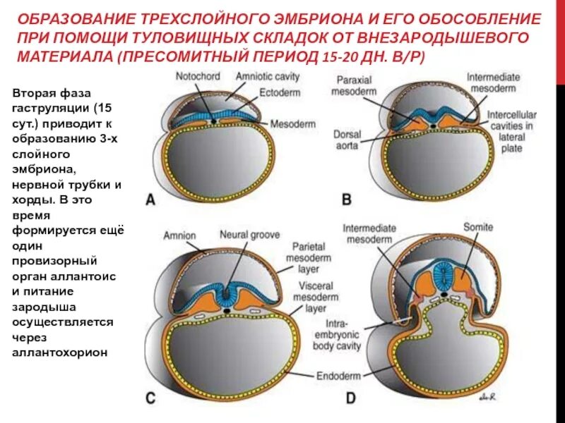 Нейрула зародышевые листки ткани. Процессы происходящие на стадии нейрулы. Стадия формирования хорды. Гаструляция птиц схема. Стадия формирования хорды.