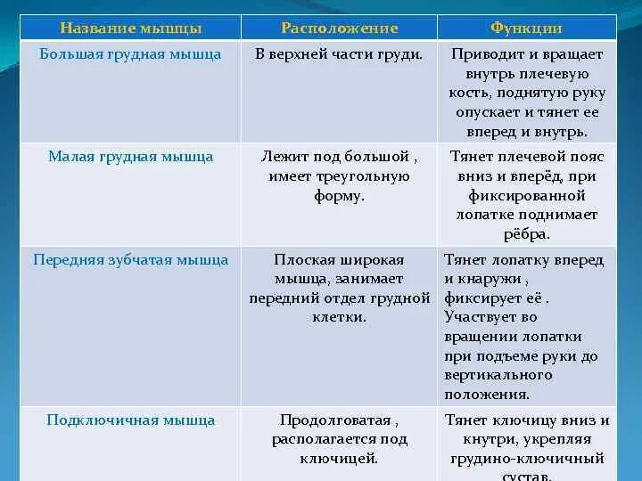 Назовите функции мышц