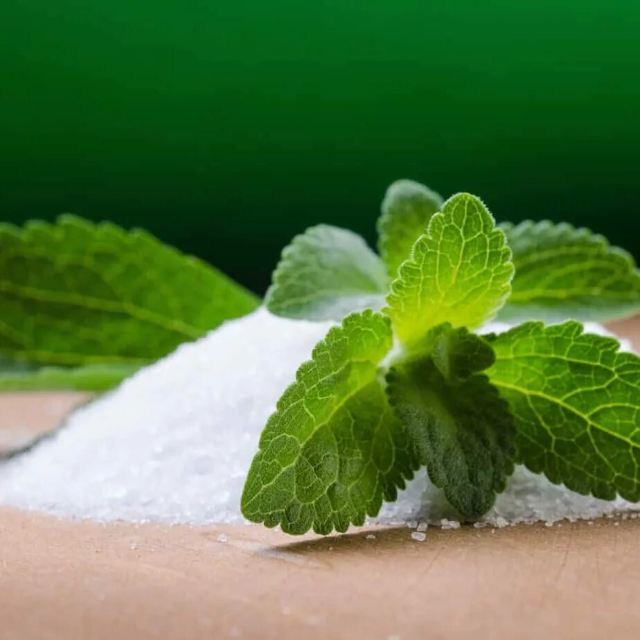 Stevia rebaudiana. Stevia Sugar. Stevia Leaf. Стевия растение.