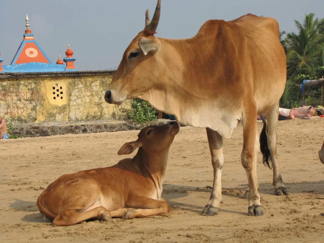Обитатели индийского. Индийская корова. Животные Индии. Священное животное в Индии. Священная корова.