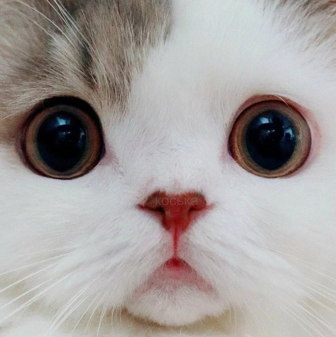 Котик с большими глазами. Няшный котик. Милый котик с большими глазами. Милые глаза.