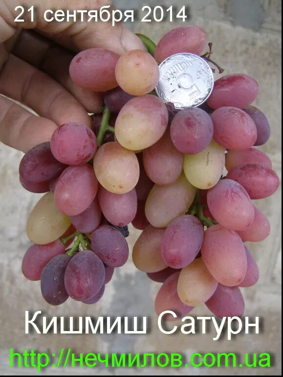 Виноград "Сатурн" купить саженцы почтой по низкой цене в интернет-магазине при п