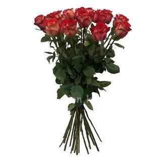 Светка Соколованың қызғылт раушан гүлдері (мәтін)