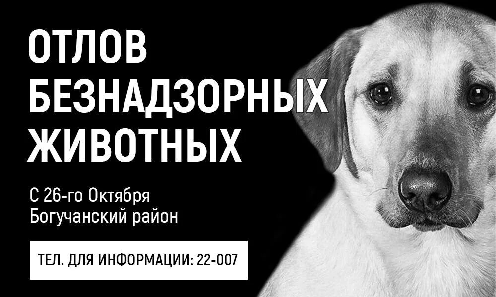 Отлову и содержанию безнадзорных. Внимание отлов безнадзорных животных. внимание владельцам собак. отлов безнадзорных собак. отлов собак объявление.