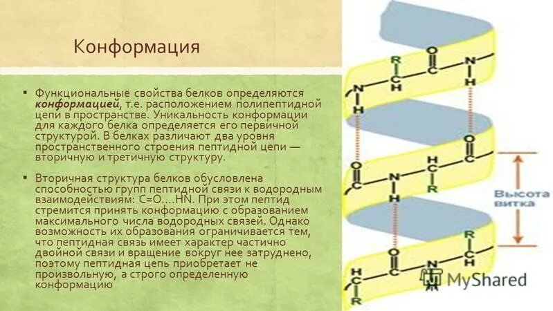 Конформация полипептидных цепей биохимия. Вторичная структура полипептидной цепи. Конформация полипептидной цепи вторичная структура. Вторичная структура белка конформация. Конформация белка это в биологии.