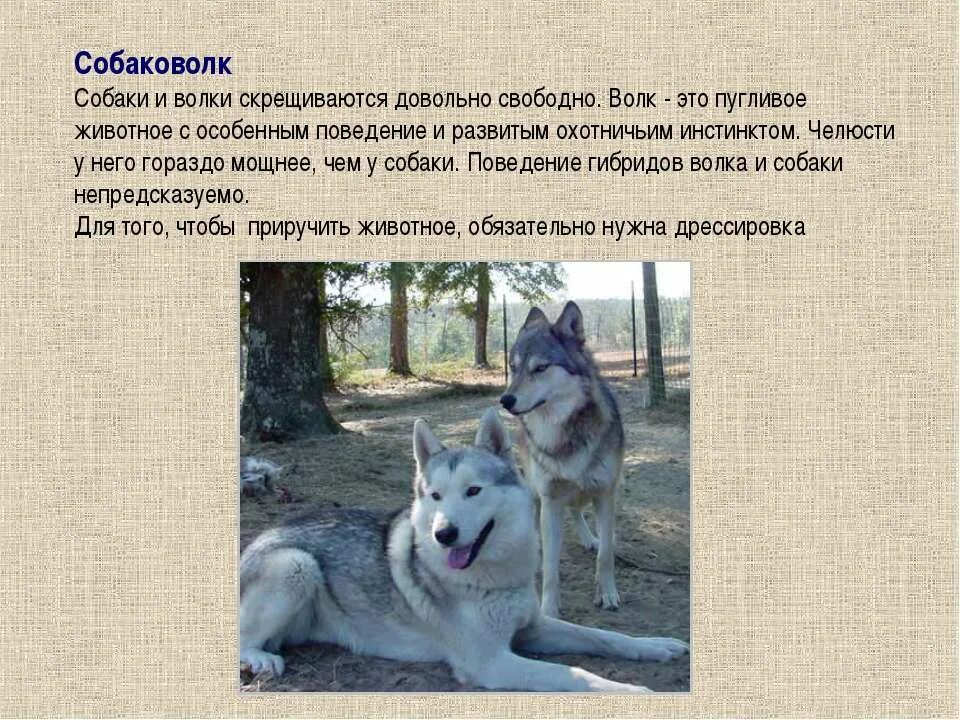 Селекции животного собаки. Волк и собака сравнение. Отличие волка от собаки. Селекция собак презентация.
