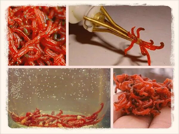 Как сохранить мотыля живым. Как сохранить мотыля живым. Как сохранить мотыля живым. Хранение мотыля в домашних. Коробочка для хранения мотыля.