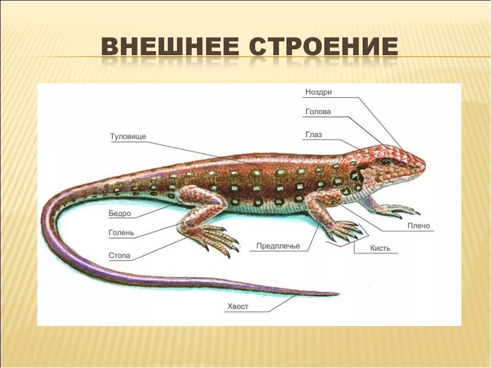 Таблица ящерица и тритон. Хвостатые земноводные внутреннее строение. Внутренне строение хвостатых земноводных. Отряд хвостатые земноводные внешнее строение. Хвостатые амфибии строение.