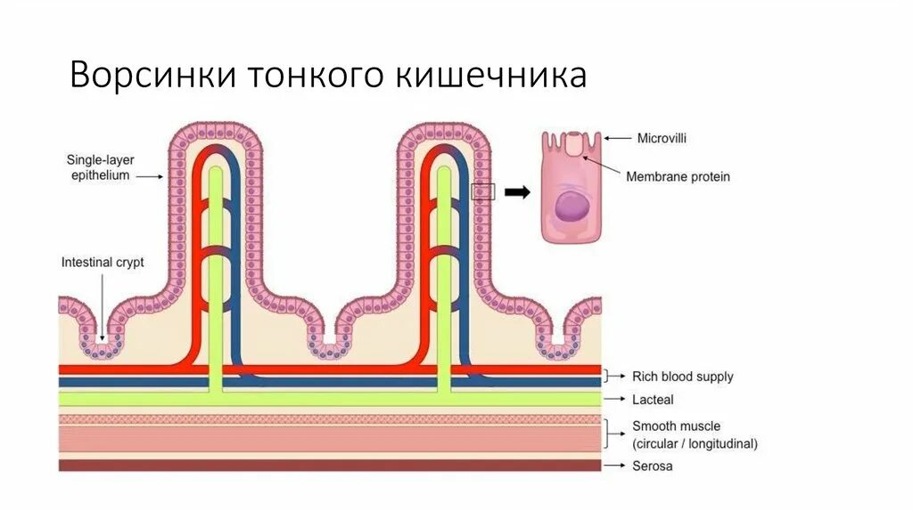 В ворсинках тонкого кишечника в кровь всасываются. Ворсинки тонкого кишечника. Строение кишечной ворсинки. Капилляр кишечной ворсинки.